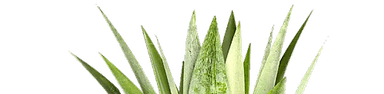 Pineapple Top2
